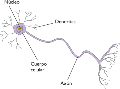 3-1composici&oacute;n de las neuronas